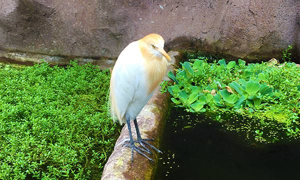 Read more about the article 【臺北景點】臺北市立動物園｜木柵動物園門票資訊＋必看動物