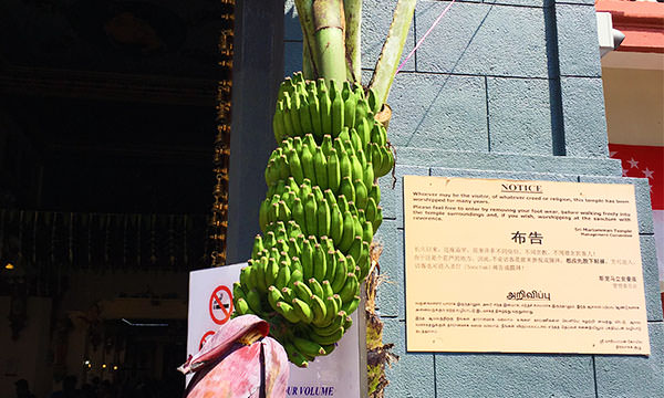 馬里安曼廟前的香蕉