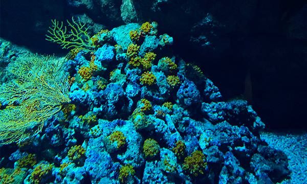 Xpark珊瑚礁