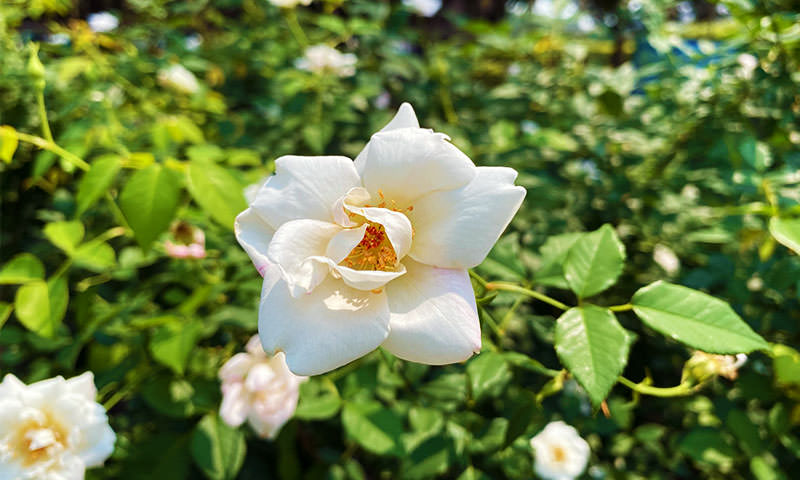 白色的玫瑰花
