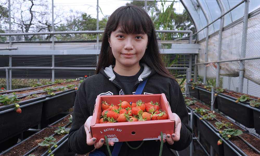 草莓學校 草莓價格