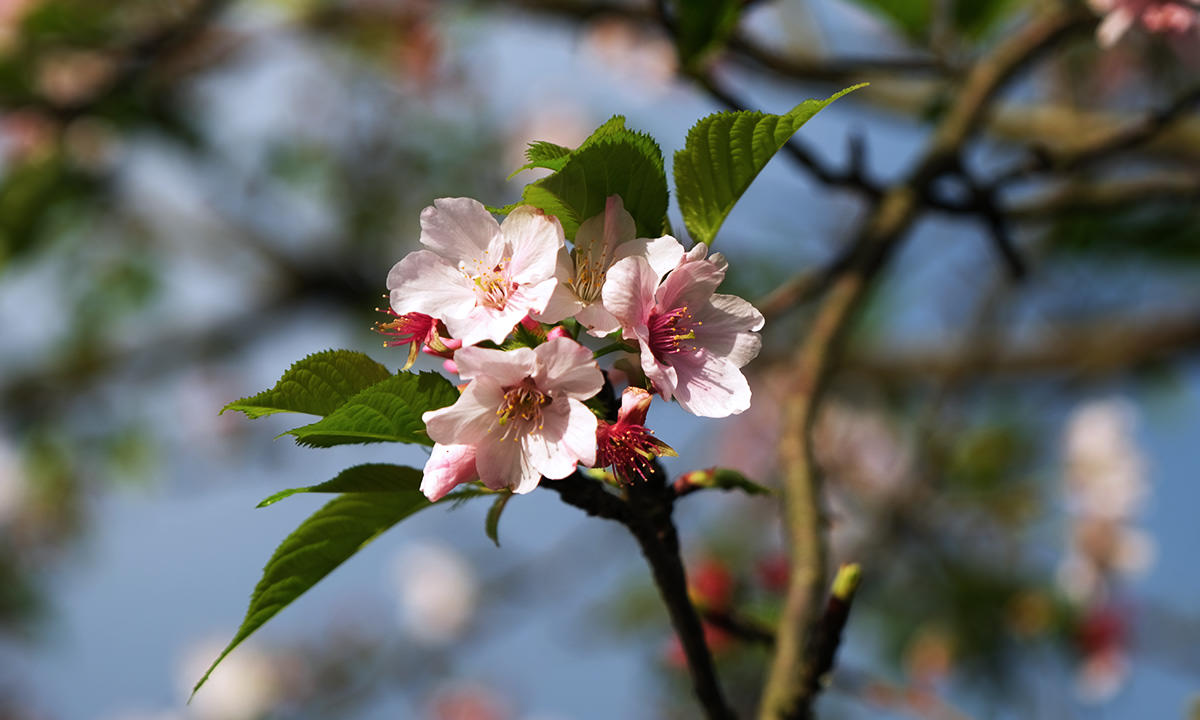 三生步道櫻花樹