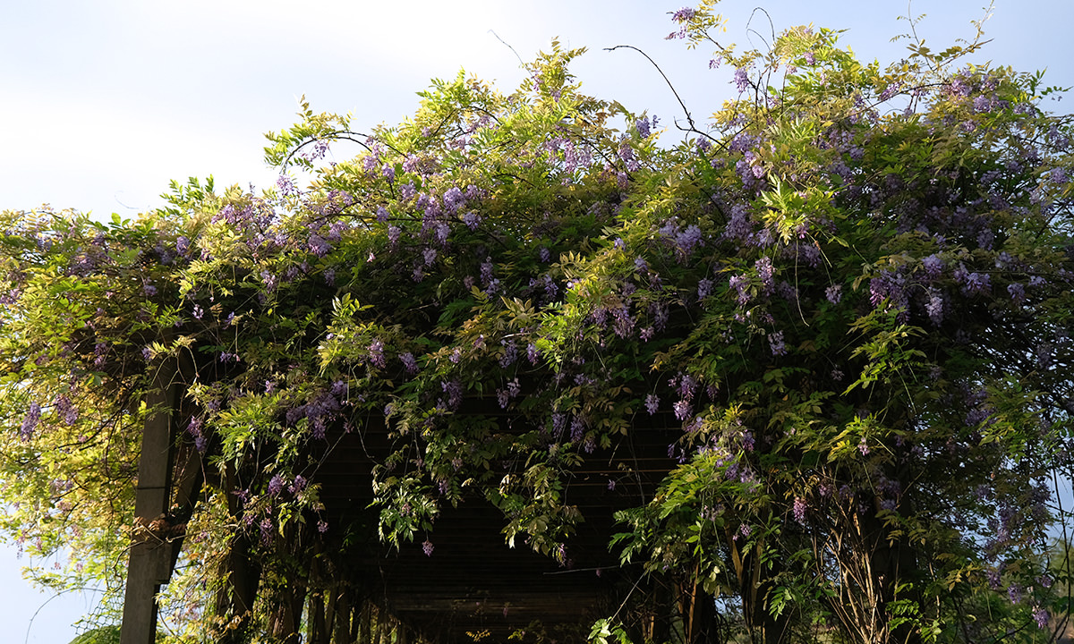 大量紫藤花