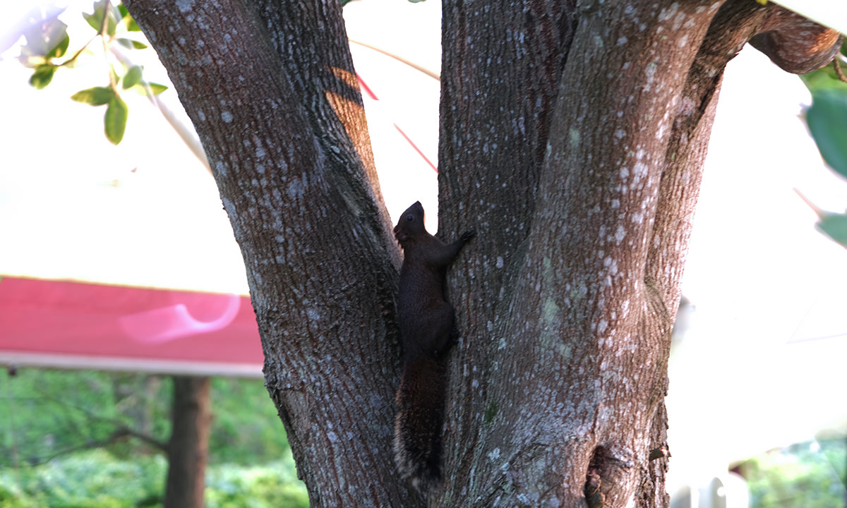 在樹上的松鼠