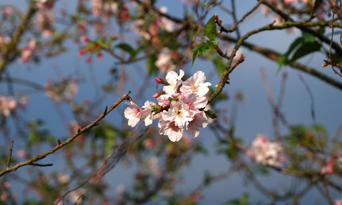 三生步道櫻花季
