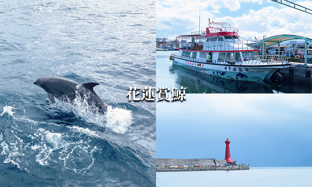 Read more about the article 【花蓮賞鯨】多羅滿賞鯨過程、心得評價，超感動！數十隻海豚在海上飛舞
