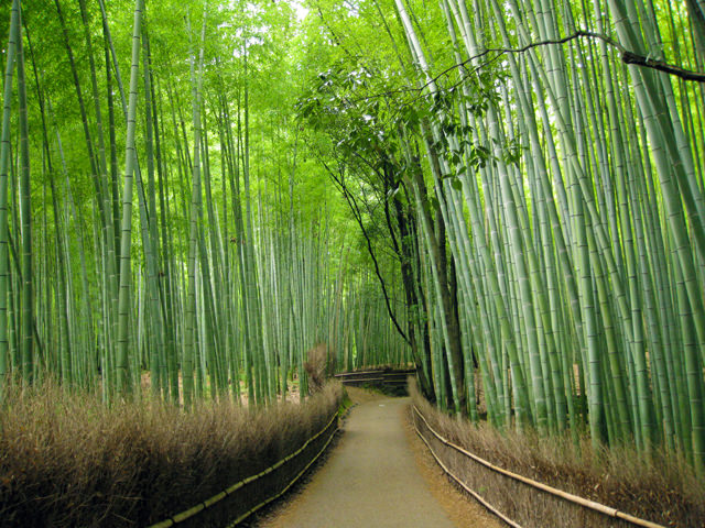 京都嵐山一日遊