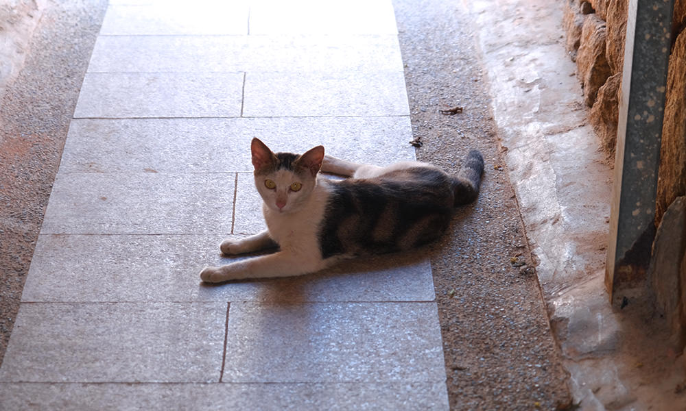 沙美老街的貓咪