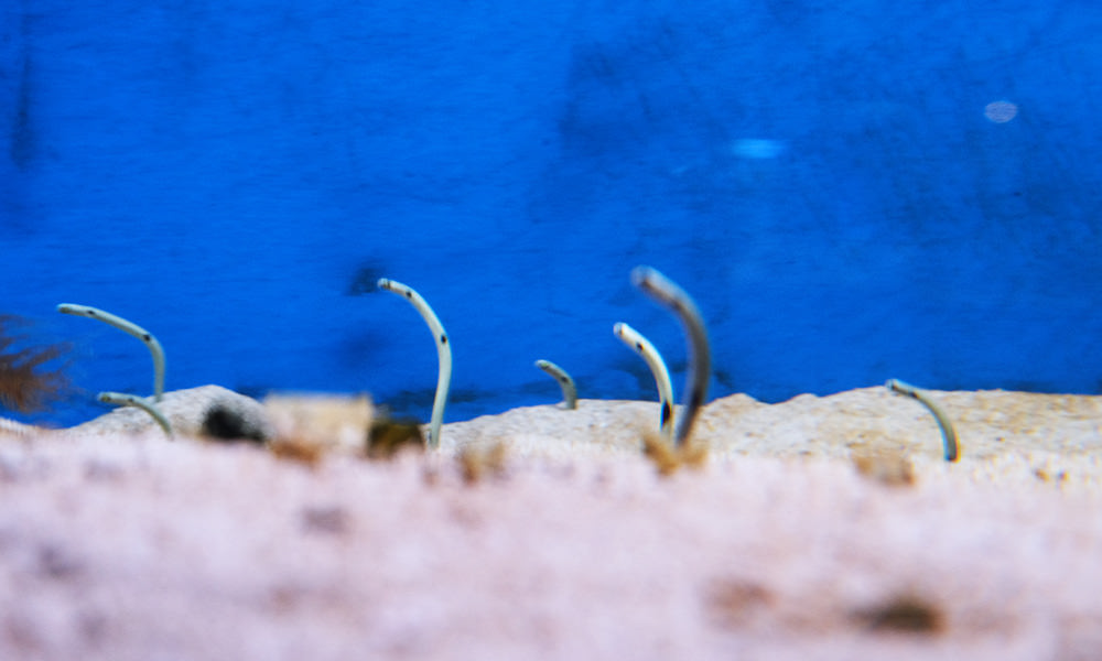 小琉球海洋館 花園鰻