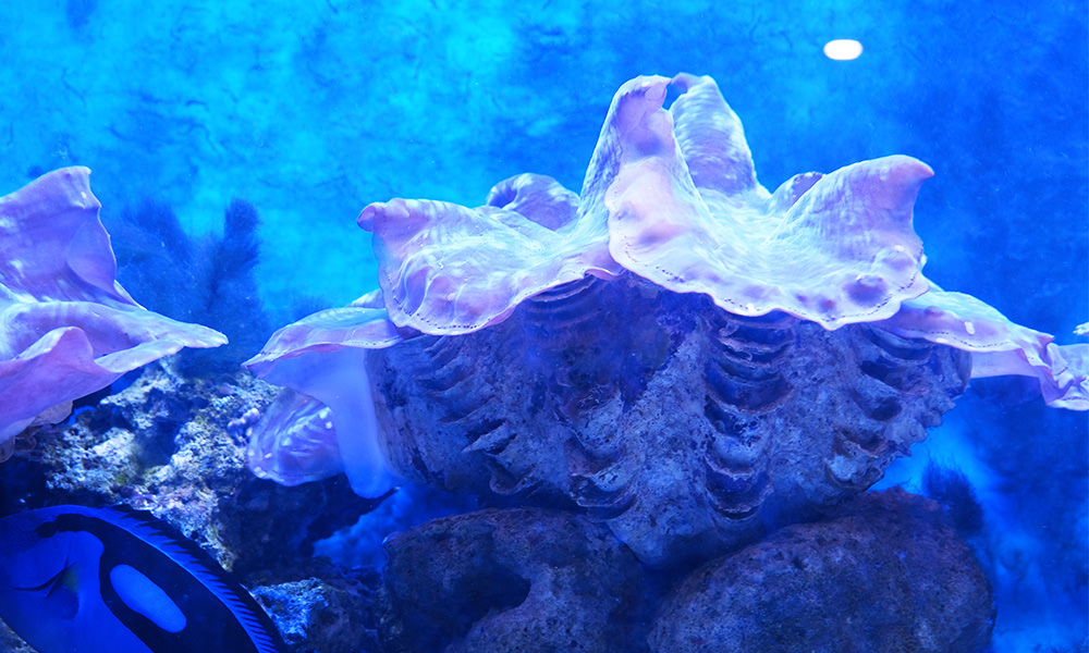 小琉球海洋館 貝類