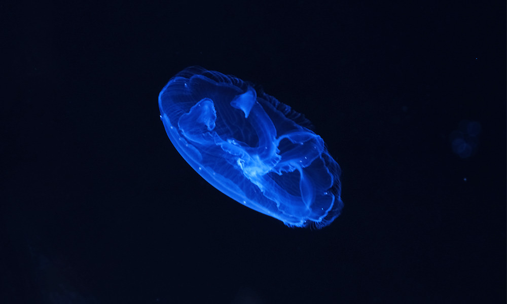 小琉球海洋館 水母