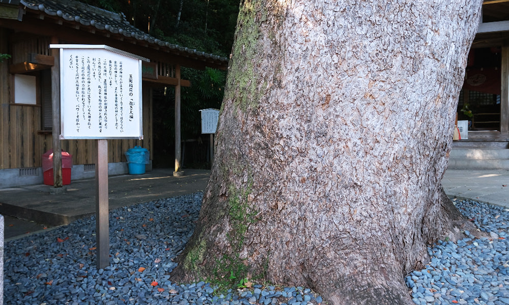諏訪神社 大樹