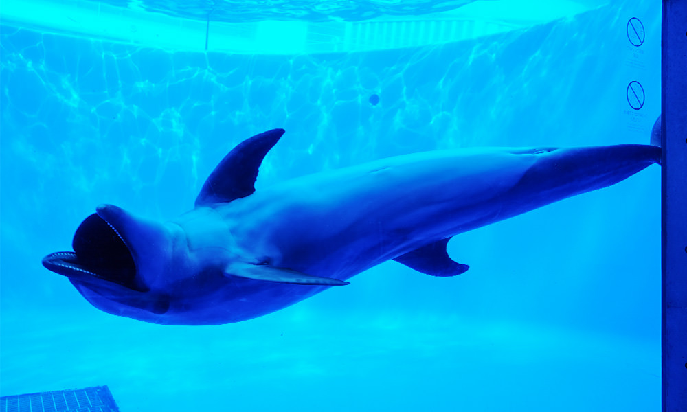 九十九島水族館 海豚