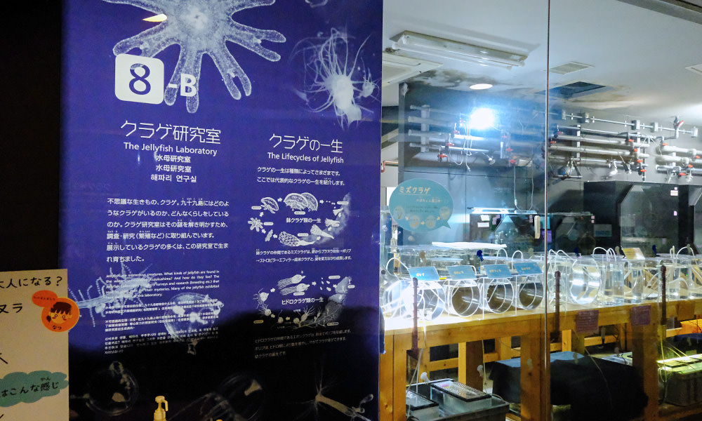 九十九島水族館 水母研究室
