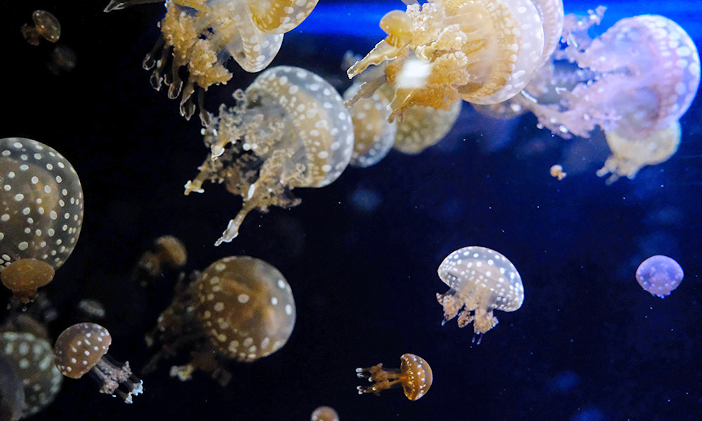 九十九島水族館 水母種類數量