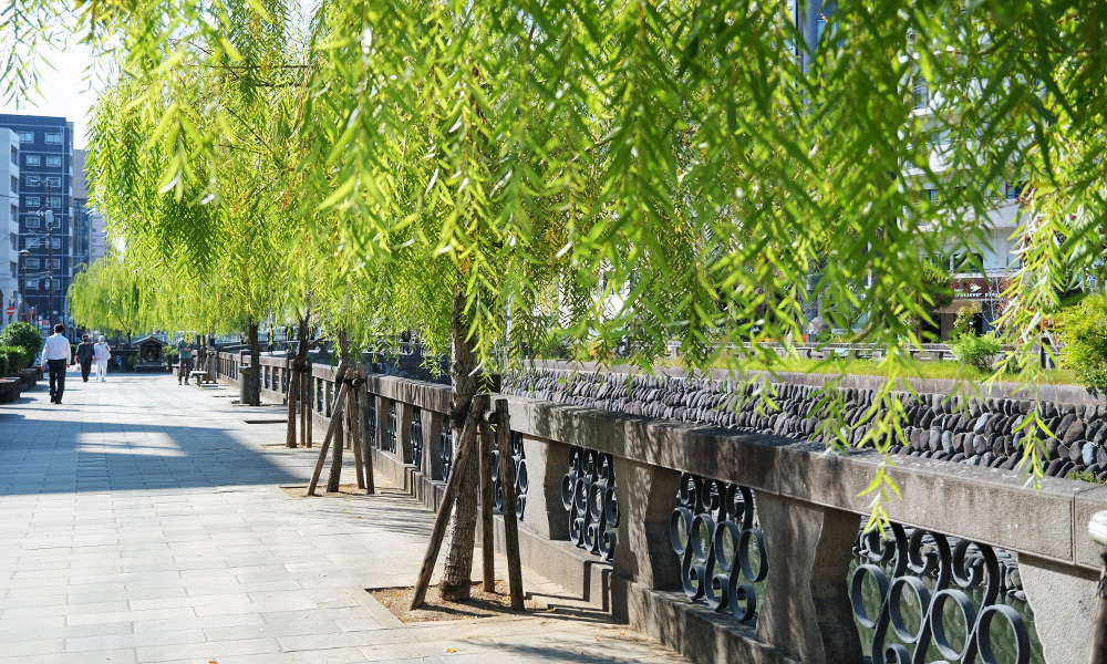 中島川河岸旁的柳樹
