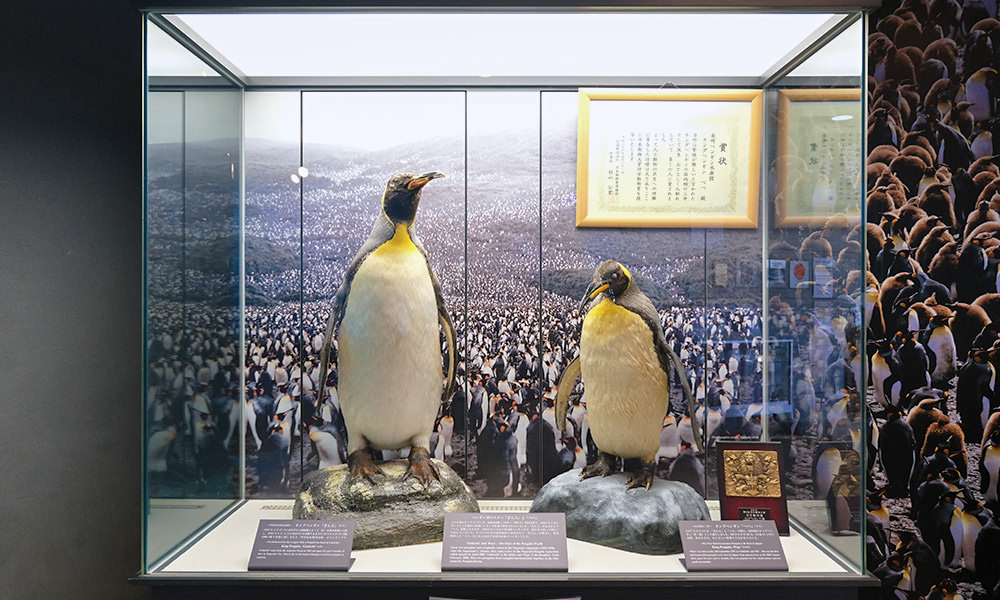 長崎企鵝水族館曾養育出世界最長壽企鵝