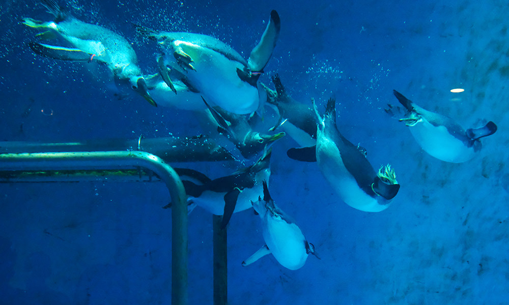 長崎企鵝水族館 企鵝餵食