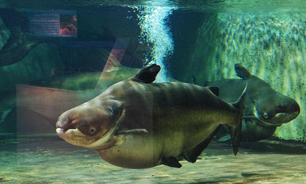 長崎企鵝水族館 湄公河巨鯰