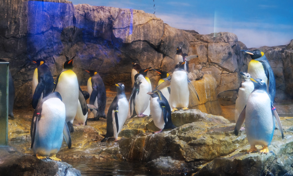 長崎企鵝水族館 亞南極企鵝2樓
