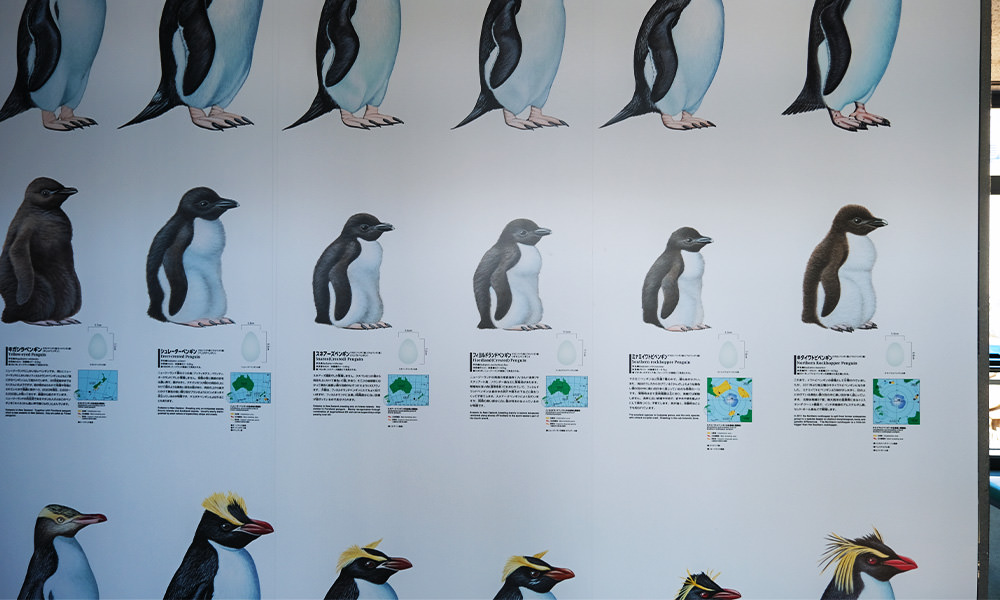 長崎企鵝水族館 各式企鵝種類介紹