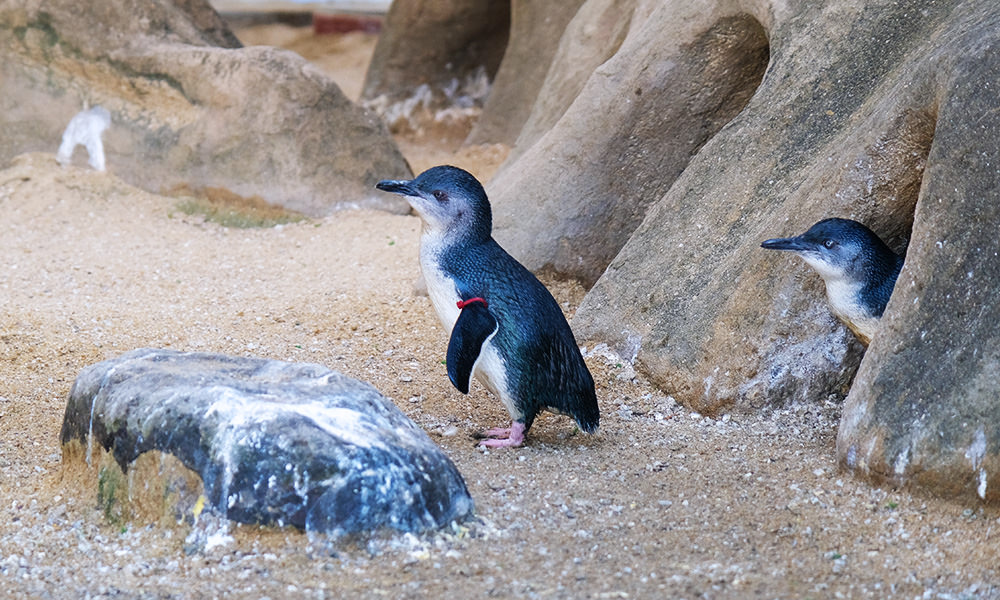 長崎企鵝水族館 小企鵝培育區