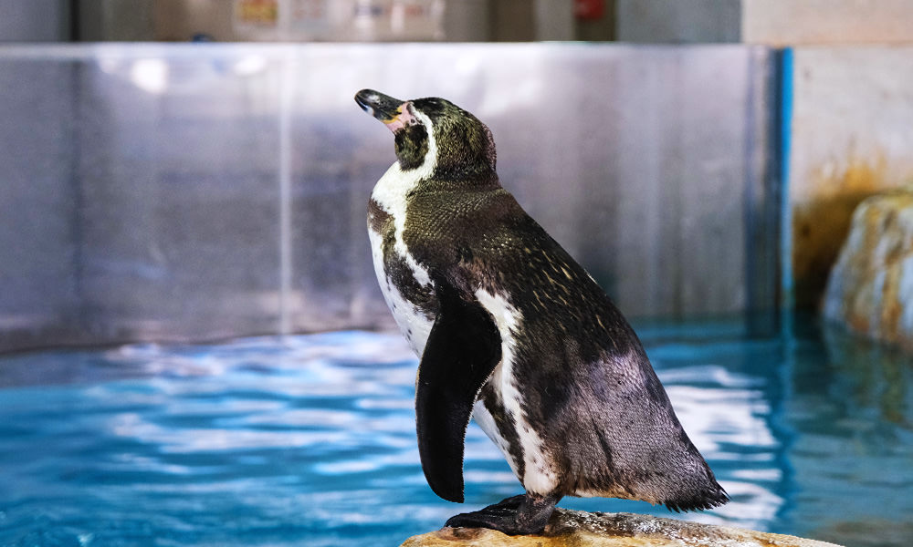 長崎企鵝水族館心得