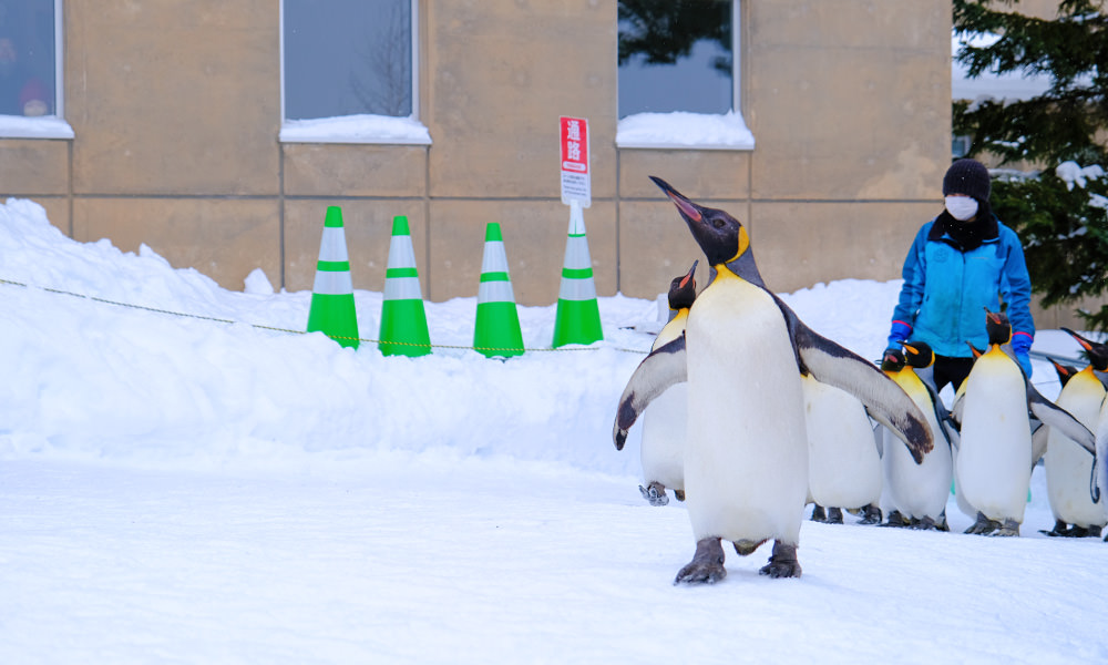 旭山動物園企鵝散步