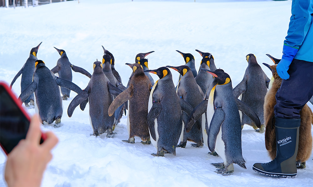 旭山動物園必看企鵝散步