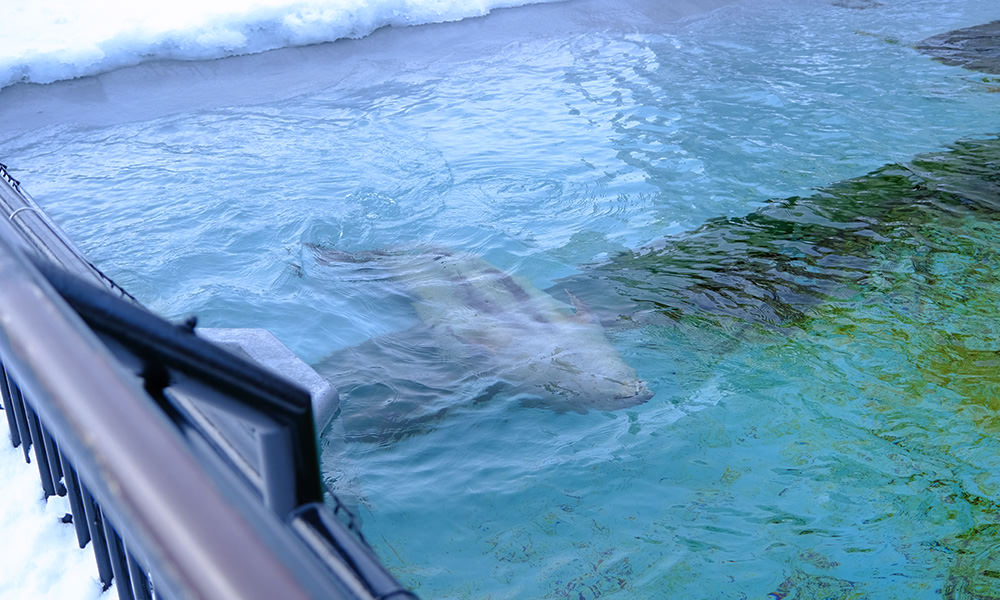 旭山動物園 海豹泳池