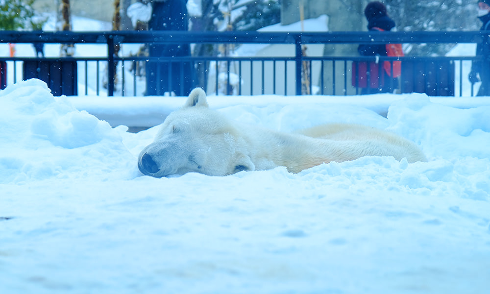 旭山動物園北極熊