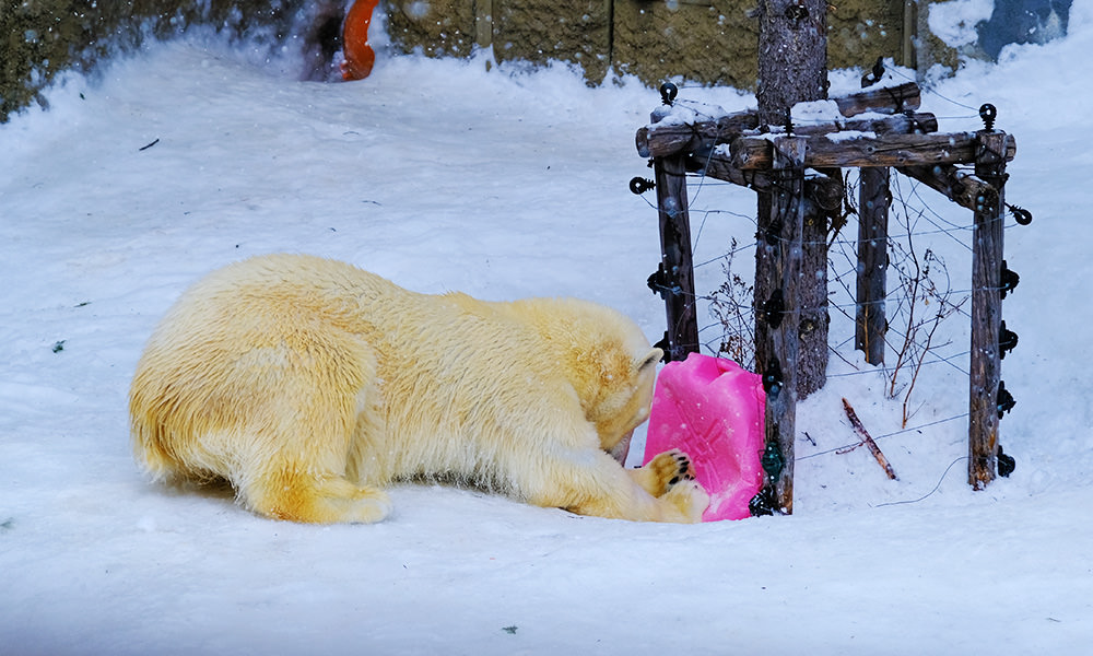 旭山動物園 觀察北極熊活動