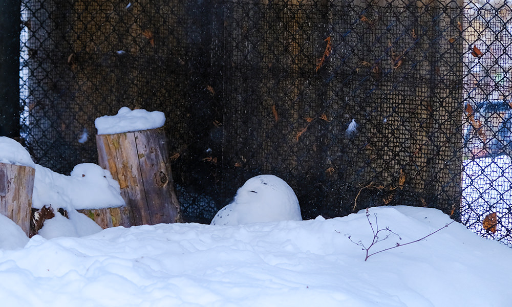 旭山動物園雪鴞