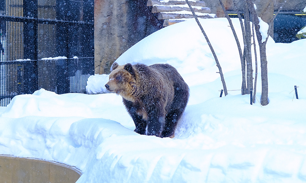 旭山動物園 北海道棕熊