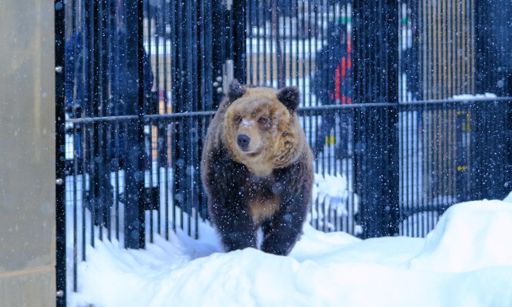 北海道棕熊