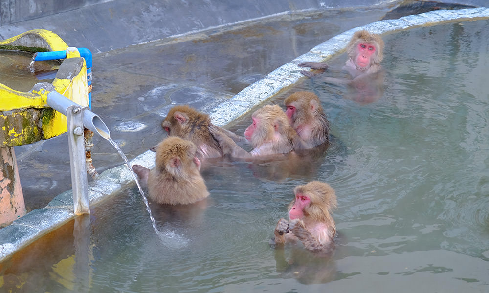 北海道猴子泡溫泉