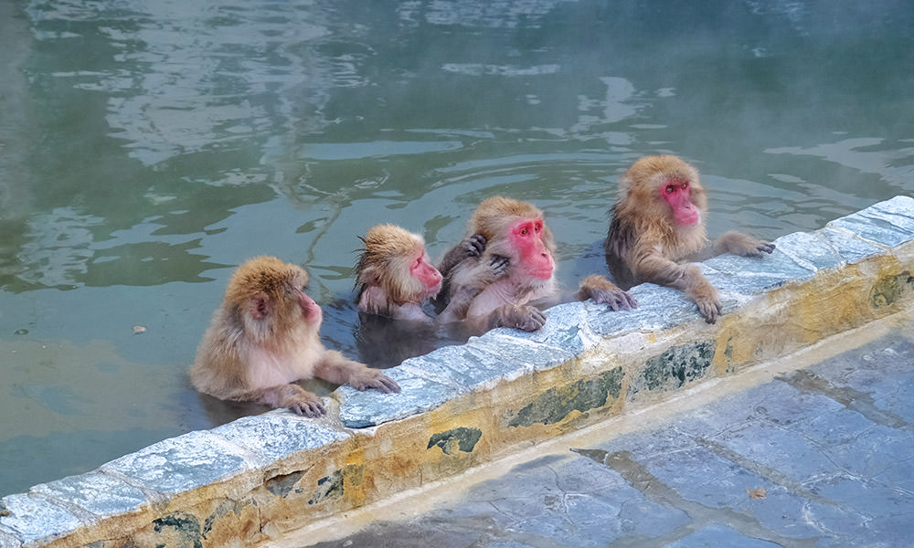 泡溫泉的猴子
