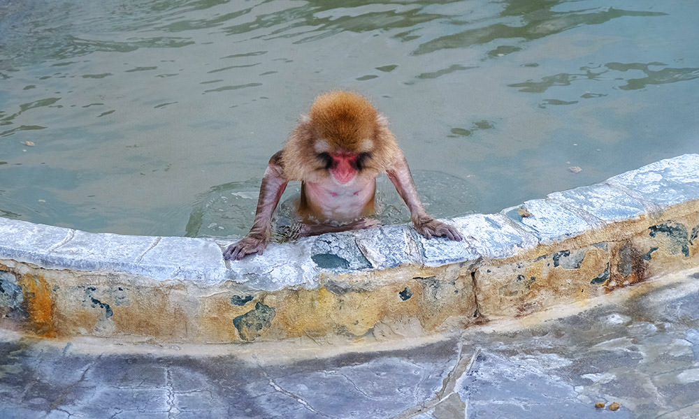 函館市熱帶植物園 猴子泡溫泉