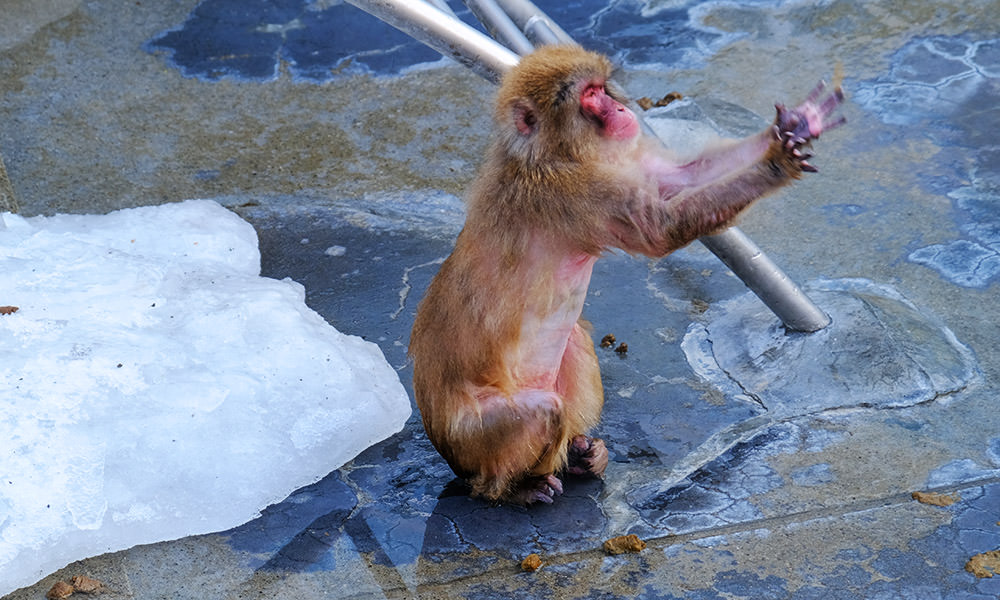函館市熱帶植物園餵猴子