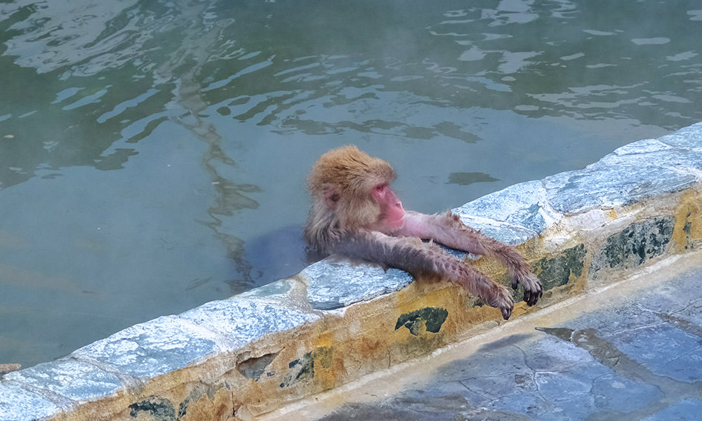 泡溫泉的猴子