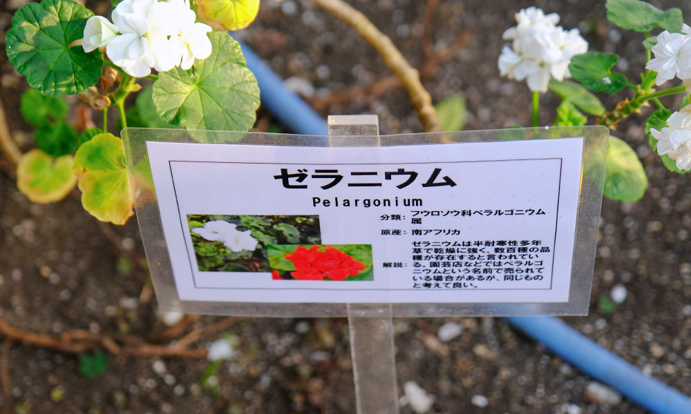函館市熱帶植物園 導覽牌