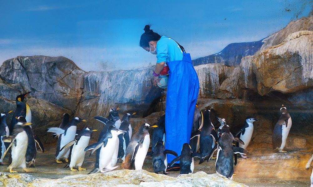 長崎景點 必訪長崎企鵝博物館