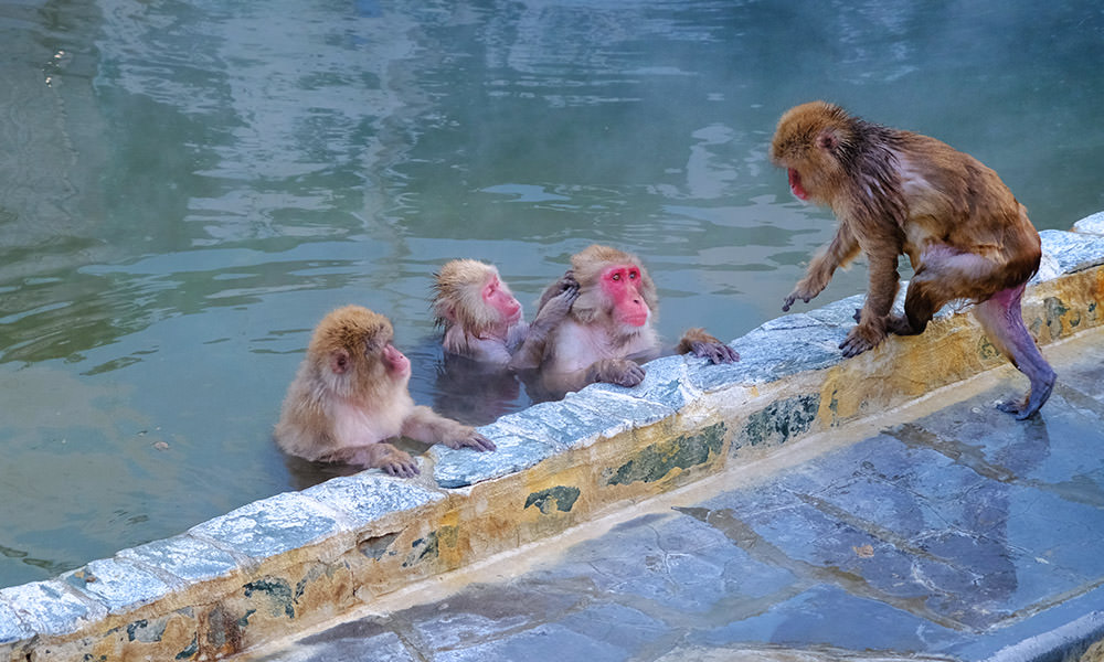 北海道景點 猴子泡湯在函館