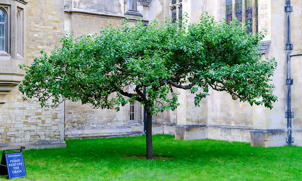 劍橋大學 牛頓蘋果樹